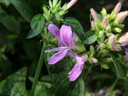 {Dicliptera brachiata}
